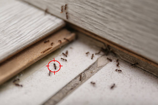 Best Affordable Pest Control Services  in Millcreek, UT